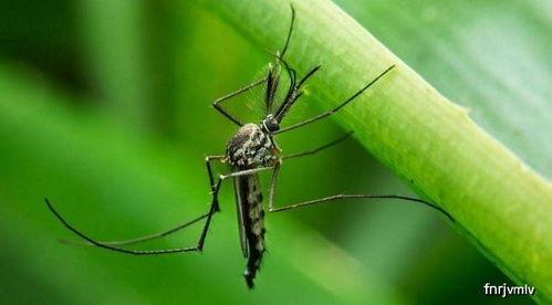 娱乐吃瓜酱蚊子